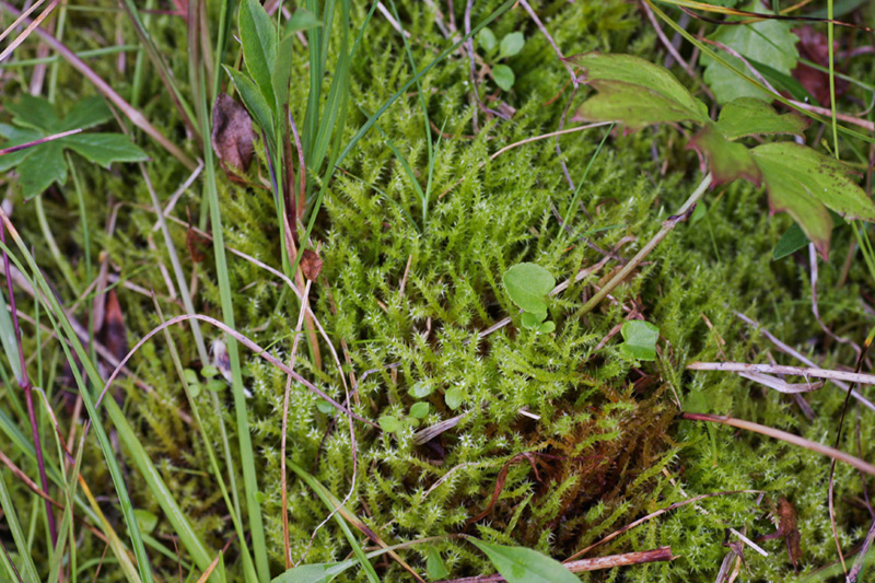 Campylium stellatum